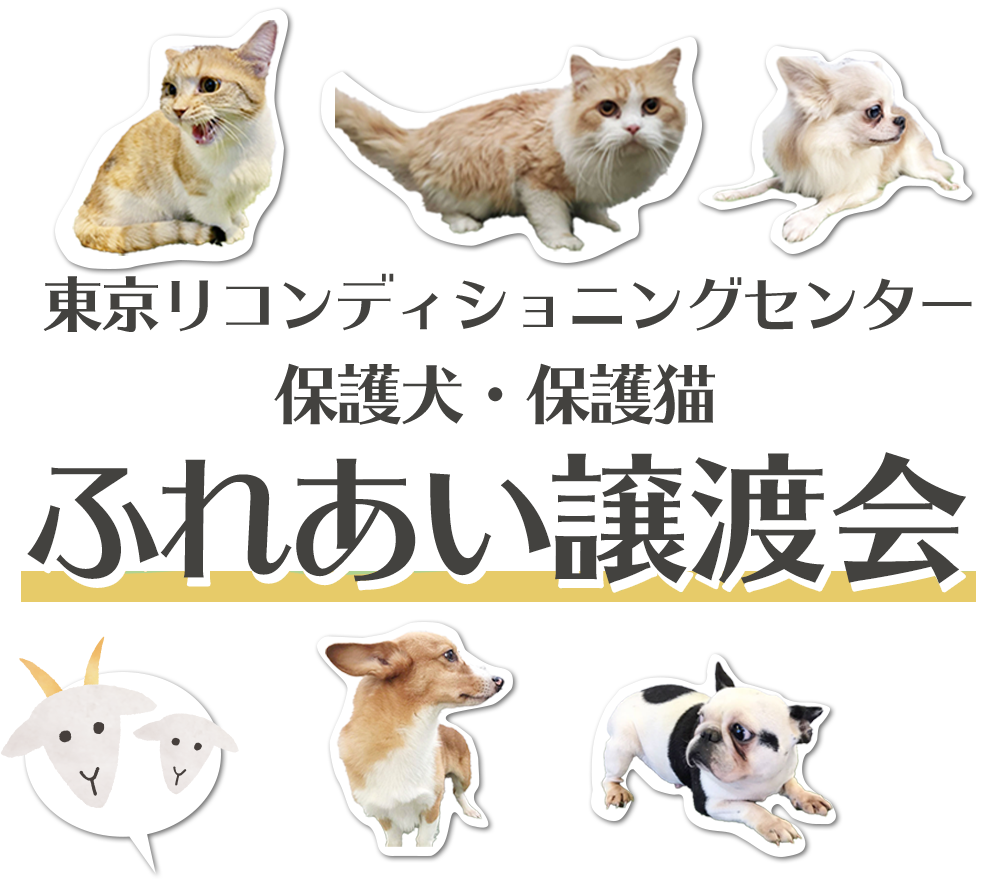 東京 里親譲渡会 アニフェア譲渡会は毎週末開催 たくさんの保護犬がお待ちしています