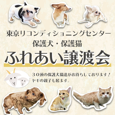 東京 里親譲渡会 アニフェア譲渡会は毎週末開催 たくさんの保護犬がお待ちしています