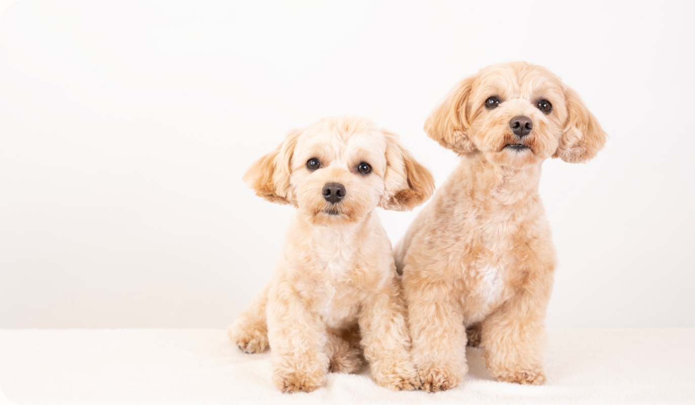 一般のご家庭からの飼育相談