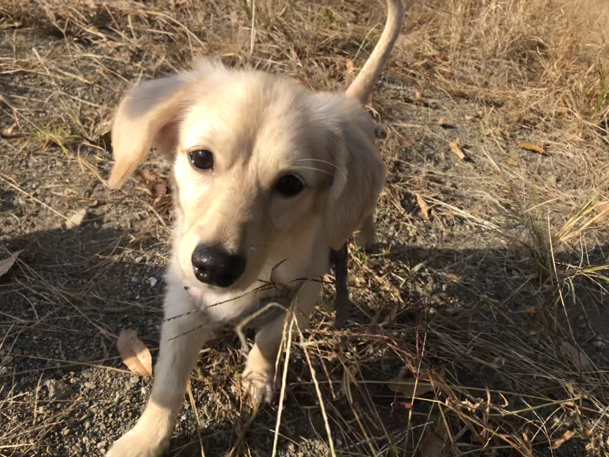 里親探し 飼えなくなったワンちゃん達をanifareでお引取りします 保護犬猫の里親募集 アニフェア 獣医師賛同型の保護犬 保護猫の里親 募集サイト