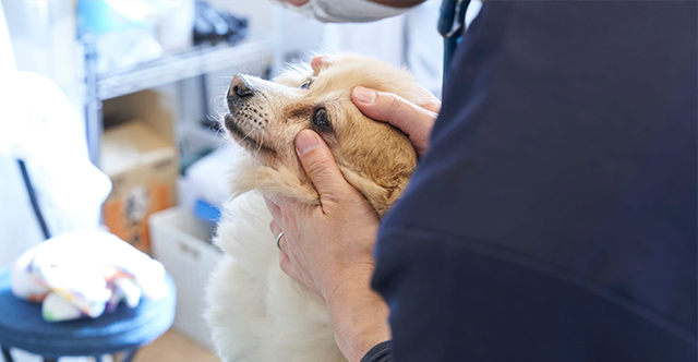 保護犬に、医療と、家族を。｜アニフェア 保護犬猫の里親募集